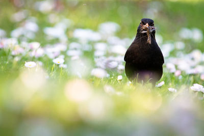 Close-up of bird perching on plant