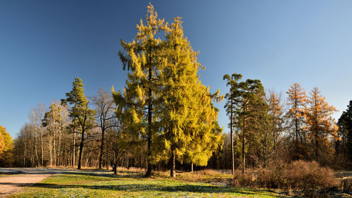 Trees on field against clear sky