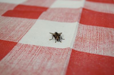 High angle view of insect on floor