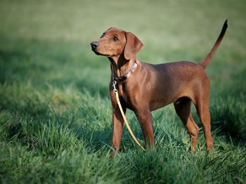 Dog looking away on field