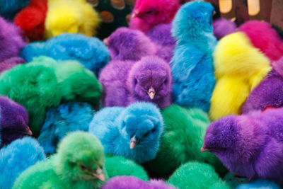 Full frame shot of a birds