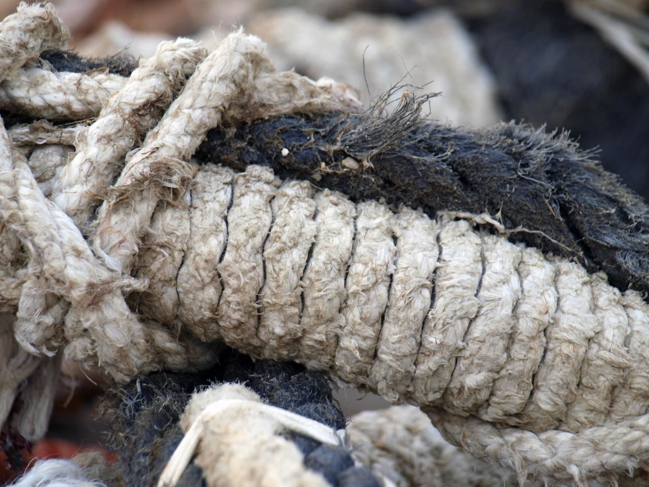 close-up, focus on foreground, animal themes, animals in the wild, wildlife, dead animal, nature, rock - object, day, outdoors, textured, log, no people, one animal, selective focus, cold temperature, reptile, part of, winter, frozen