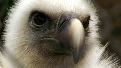 Close-up of owl