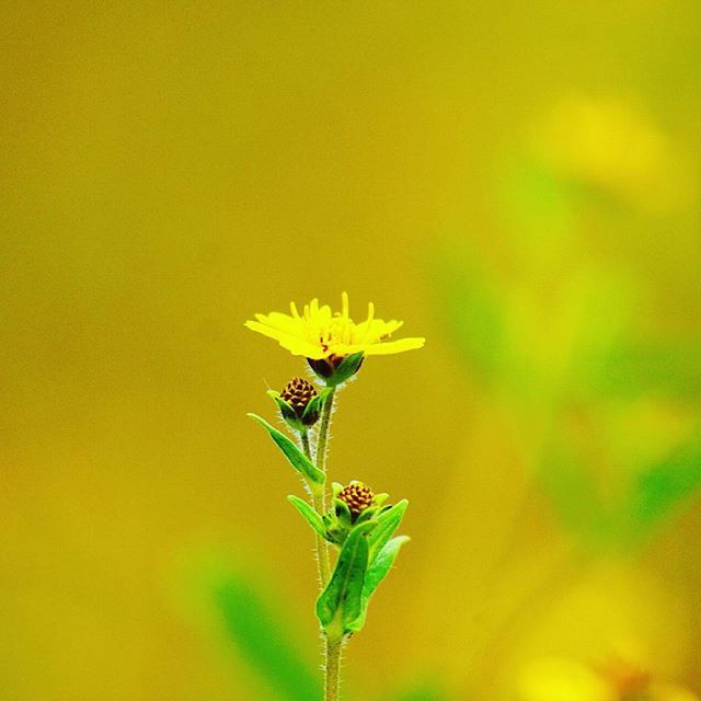 insect, one animal, animal themes, animals in the wild, wildlife, flower, yellow, plant, focus on foreground, close-up, growth, nature, beauty in nature, fragility, freshness, selective focus, pollination, stem, bee, green color