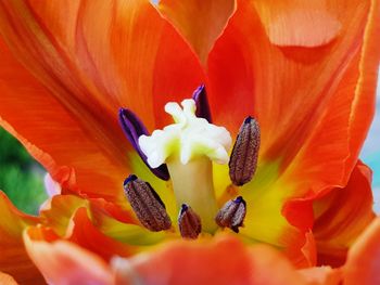 Close-up of orange flower