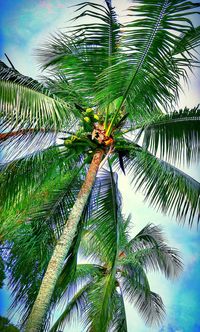 Low angle view of palm trees