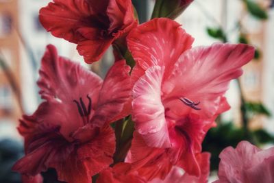 Close-up of red flowering plant