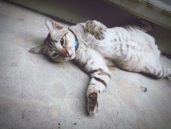 High angle view of cat sleeping