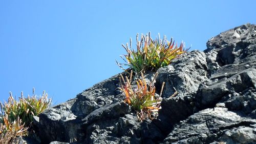 Low angle view of plants against clear blue sky