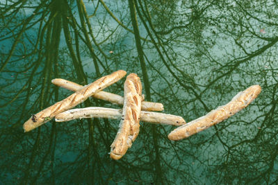 Low angle view of dead tree in winter