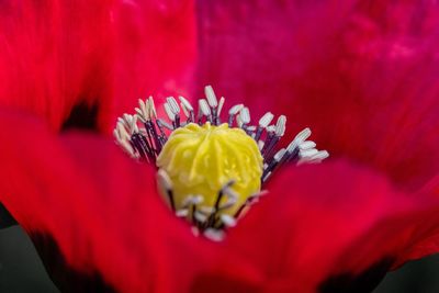 Close-up of red rose flower