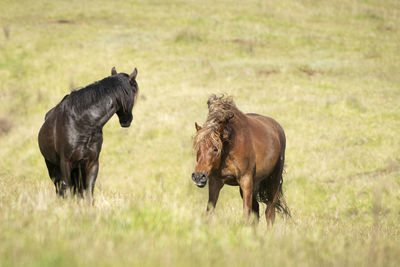 Horses in a field