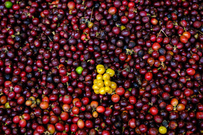 Abstract background raw cherry and red yellow coffee beans