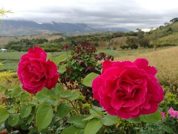 Close-up of pink flowers blooming on field against sky