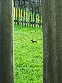 View of a fence in a field