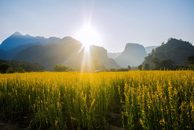 Scenic view of field against bright sun