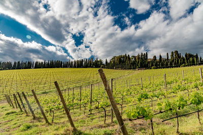 Scenic view of agricultural field against sky