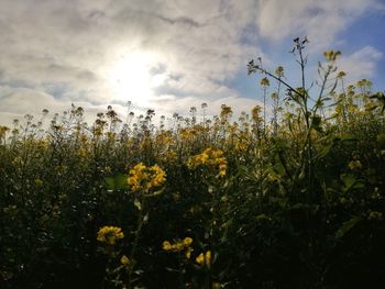 Yellow flowering plants on field against sky