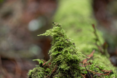 Close-up of lichen on moss