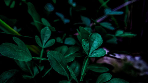 Close-up of raindrops on plant