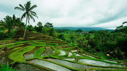 Scenic view of agricultural field against sky