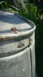 Close-up of spider on wood