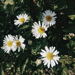 Close-up of white daisy flowers