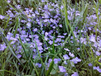 Close-up of purple flowering plants on field