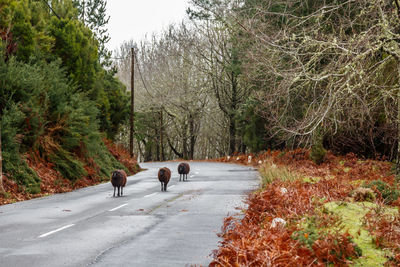 Rear view of sheeps walking on road in forest