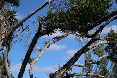 Low angle view of trees in forest