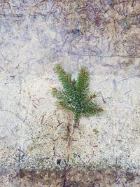 High angle view of plant