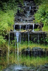 River flowing through forest