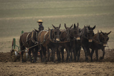 Male farmer with horses plowing field