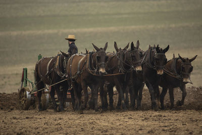 Horse cart on field