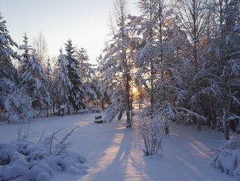 Snow covered trees against sky