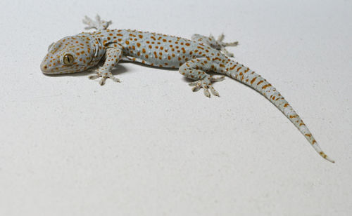 Close-up of a lizard
