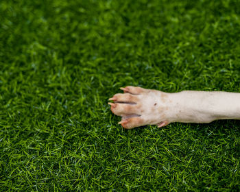 High angle view of lizard on grassy field