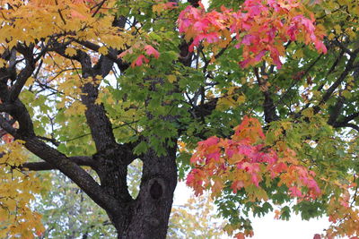 Low angle view of trees