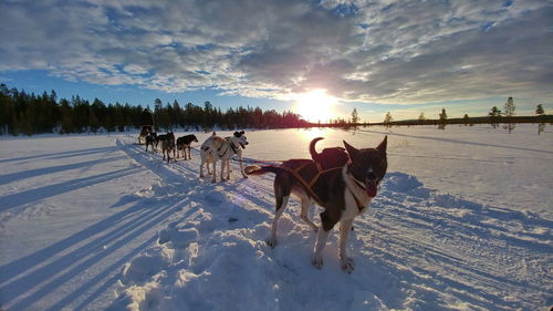 Dog running on snow field against sky during sunset