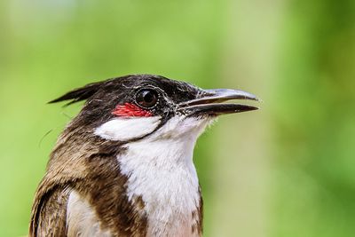 Close-up of red-whiskered bulbul looking away