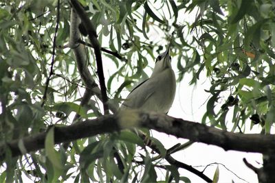 Low angle view of bird perching on tree