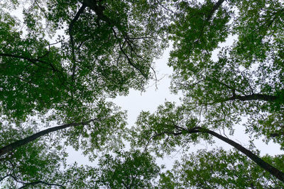 Low angle view of trees against sky