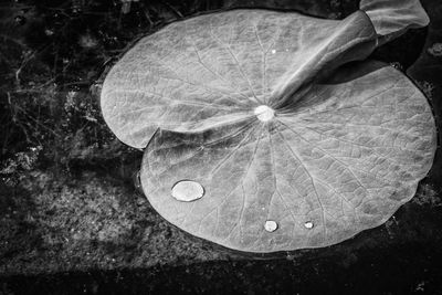 Close-up of leaf in water