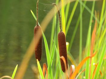 Close-up of plant growing on field