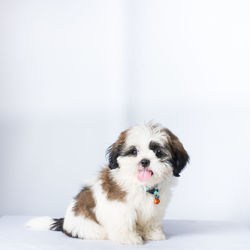 Portrait of a dog over white background