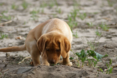 View of a dog relaxing on field