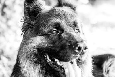 Close-up of dog looking away