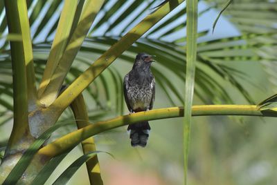 Bird perching on a branch