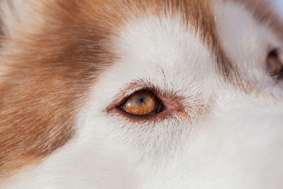 Close-up of dog eye