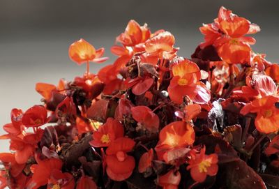 Close-up of red flowering plants